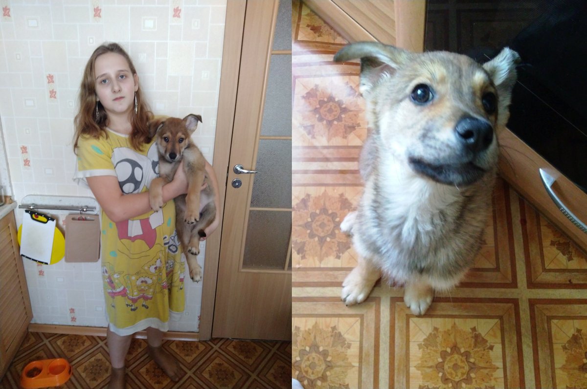 Нашли на улице щенка