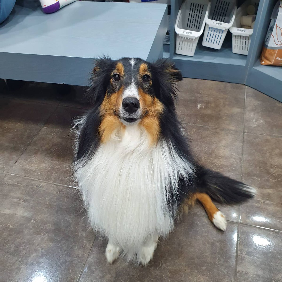 귀엽쥬?난 가을이  귀내려간게 너무 귀엽다 이름부르면 귀맨날내려가 아쥬귀얍우엉