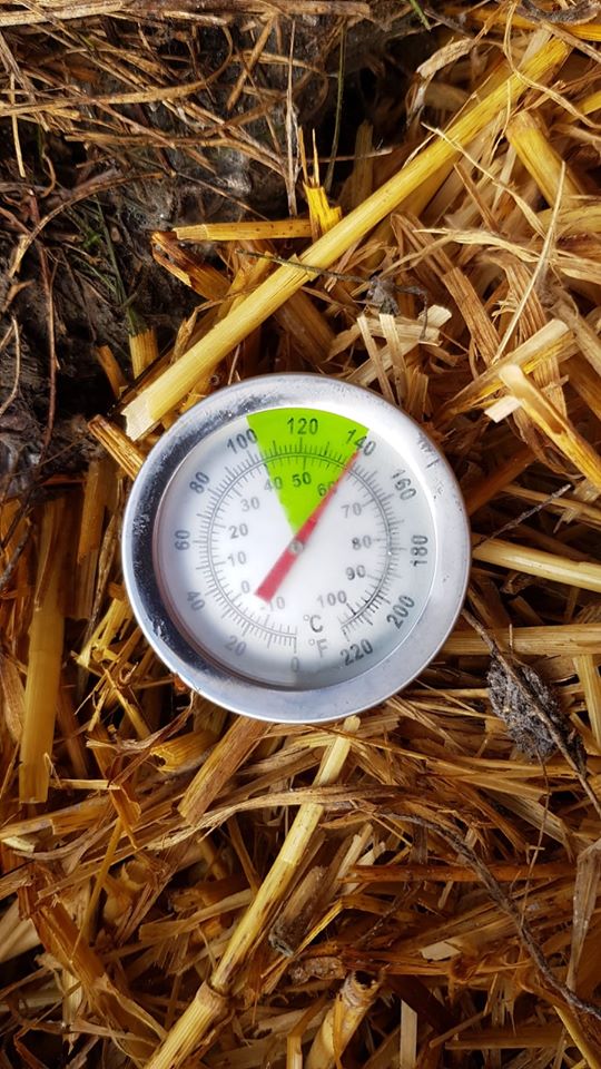 Year 2 Fearnley pupils were chitting potatoes which were kindly provided to us by Grow Your Own Potatoes

They have also been making bug houses and even on the coldest, stormiest day the hotbin composter has got up to temperature (60 degrees)

facebook.com/TheCavendishSc…