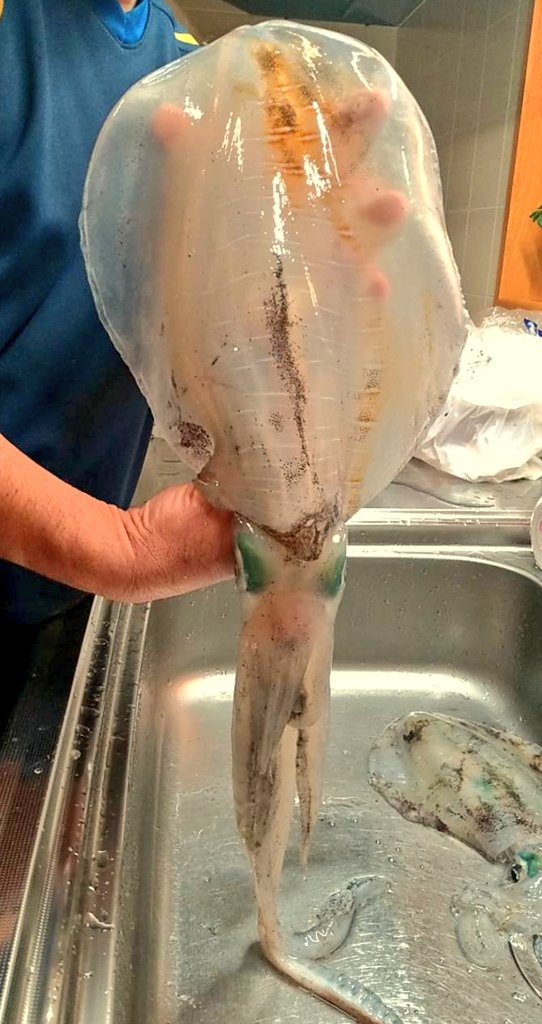 アオリイカの特徴 見分け方 写真から探せる魚図鑑