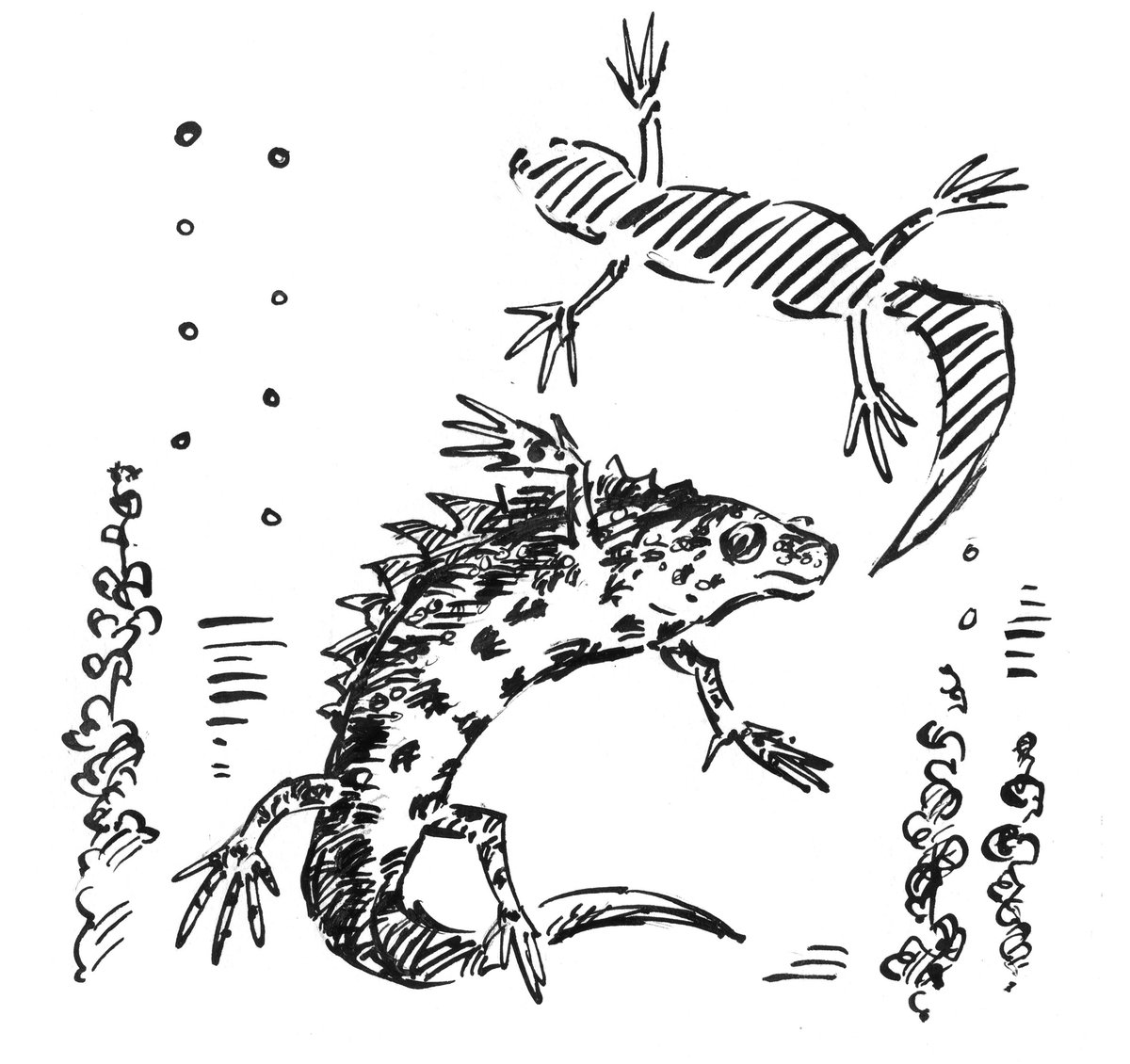 There’s another chance to see my “Endangered Animals Trail”, this time <a href="/museuminthepark/">Museum in the Park</a>  in #Stroud this half-term, Sat 15th to Sun 23rd February. (Thanks to @sitselect who it was original made for!) #GreatCrestedNewt #EndangeredAnimals museuminthepark.org.uk/calendar