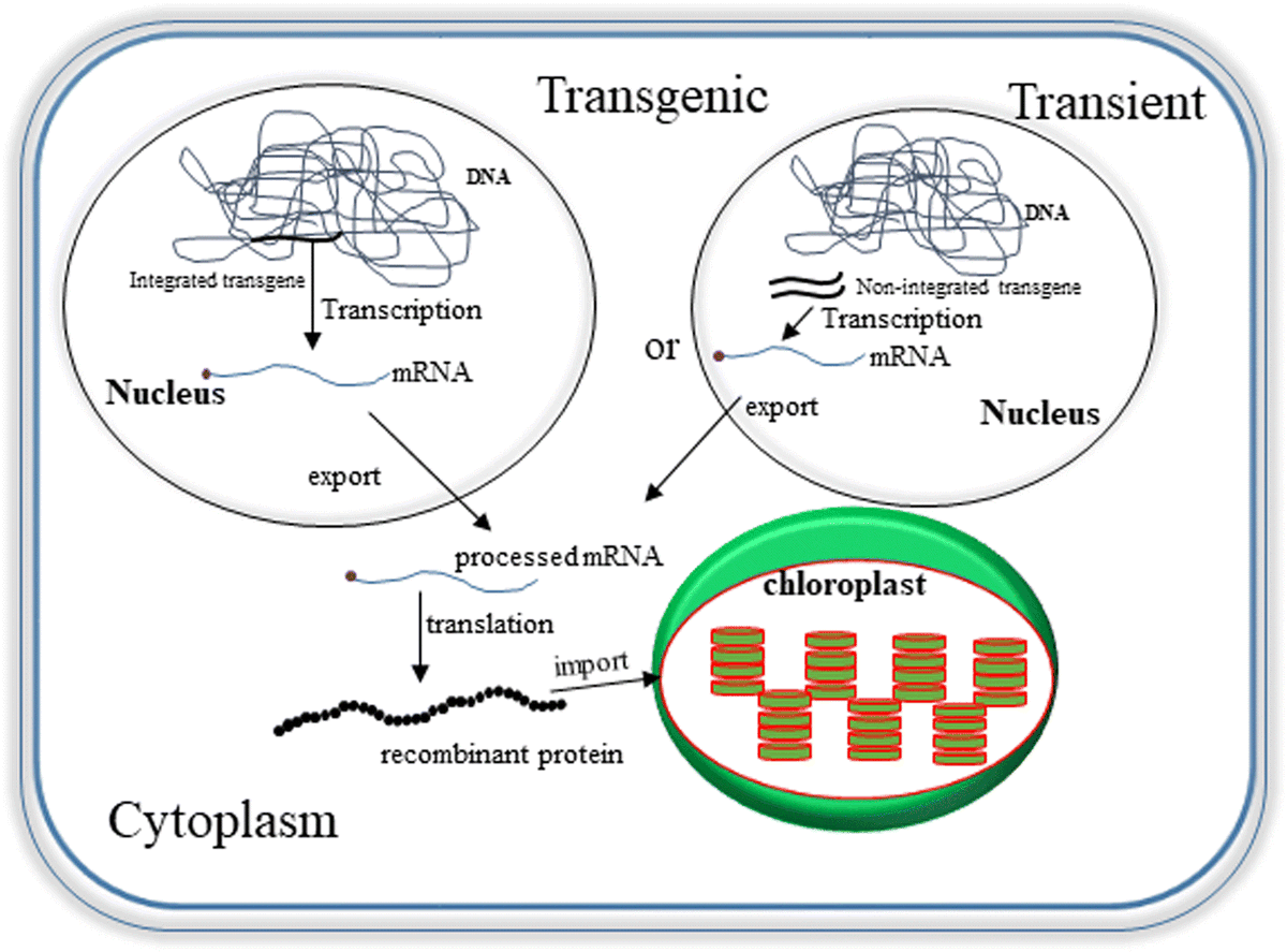 sci_plant's tweet photo. Production of recombinant proteins through sequestration in chloroplasts: a strategy based on nuclear transformation and post-translational protein import
https://t.co/zH2kygK19N
#sciplant #scicomm #chloroplasts @PlantCellRep ♻️ https://t.co/QtxxTgEi02