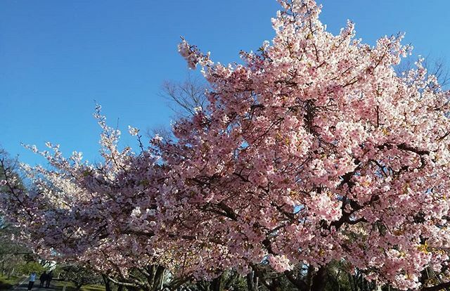 駿府城公園の桜 駿府城公園の桜