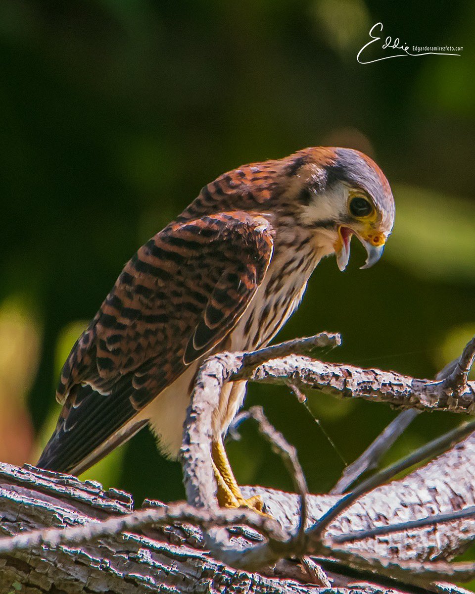 American Kestrel having a snake breakfast - Ciales Puerto Rico #TwitterNatureCommunity #americankestrel