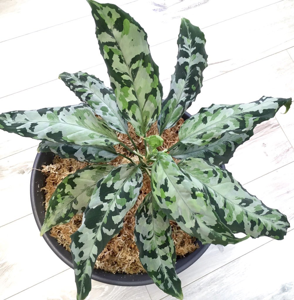 Aglaonema pictum zettacolor“鏡花水月”【LA0913-1ss】アグラオネマ