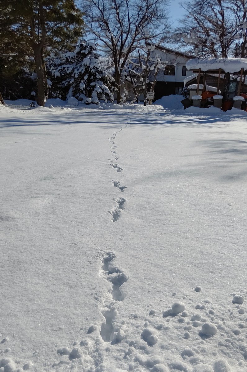キツネの足跡