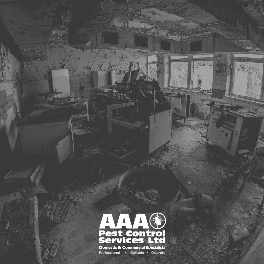 AAAPest's tweet photo. With the poor weather, it may be that you will get pests including rodents around your property as the water level is higher.
👉 Quick Tip: Ensure cracks in drains, buildings are sealed and clear of any excess materials.
#AAAPestControl #Rochdale
👉 https://t.co/nLosQHIVPr https://t.co/huFwmxRnAc