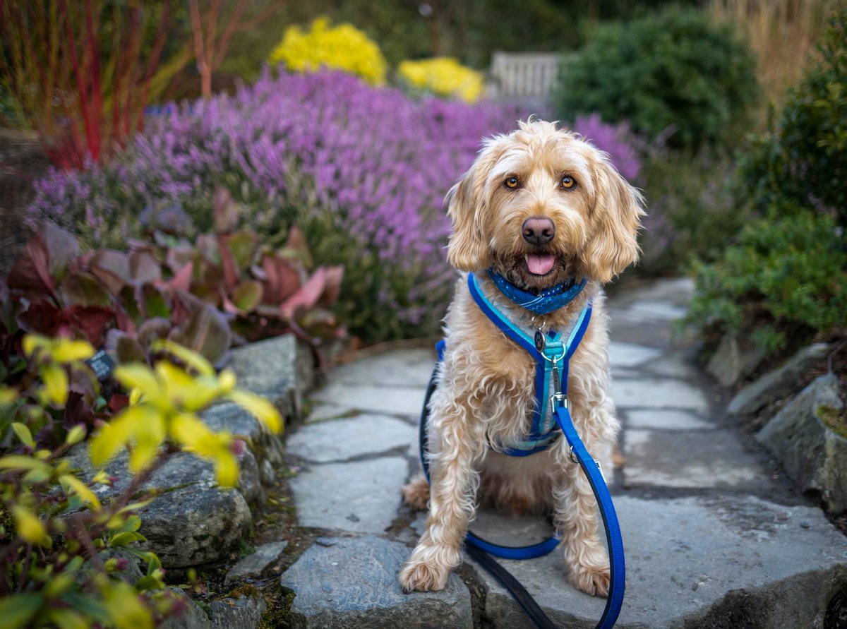 Bailey the Doodle tweet media