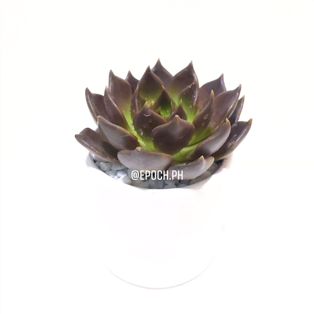 EpochPh's tweet photo. Are you planning to buy an overpriced bouquet of flowers for someone this Valentine’s day which will probably get withered after a few days? 💸🤭

Why don’t you give them a little less expensive succulents that they can nurture and display? 🌱

#GiftsPh
#SucculentsPh
#PlantsPh https://t.co/t0x17fl4vr