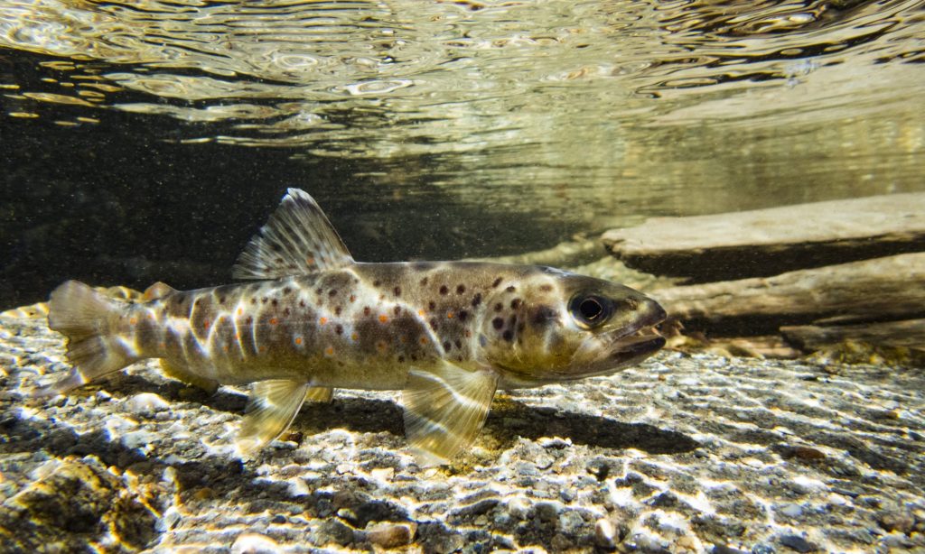 FishAlAffiche's tweet photo. Vous saurez trout sur la truite ! Deuxième matinée d’échange ! https://t.co/gYo1V310fS https://t.co/5UCoMrbvZY