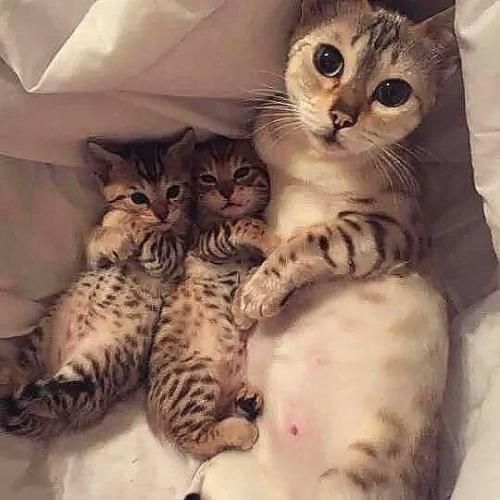 kittyprettygift's tweet photo. So cute =^..^=
https://t.co/lJBpvaKbry
#cats #cute #lolcats #memes #humor #silly #kitty #ilovecats #catgifts #crazycatlady #catmom #catdad #giftsforcatpeople #catsoftwitter #shopping #kittyprettygifts https://t.co/uSb79iSraj