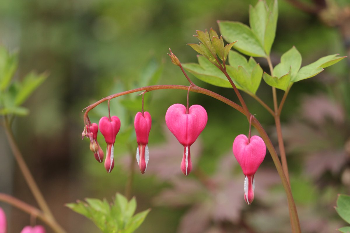 With #ValentinesDay just around the corner, take a look at some of the most romantic looking plants: ow.ly/EMyM50yj7cF ❤️