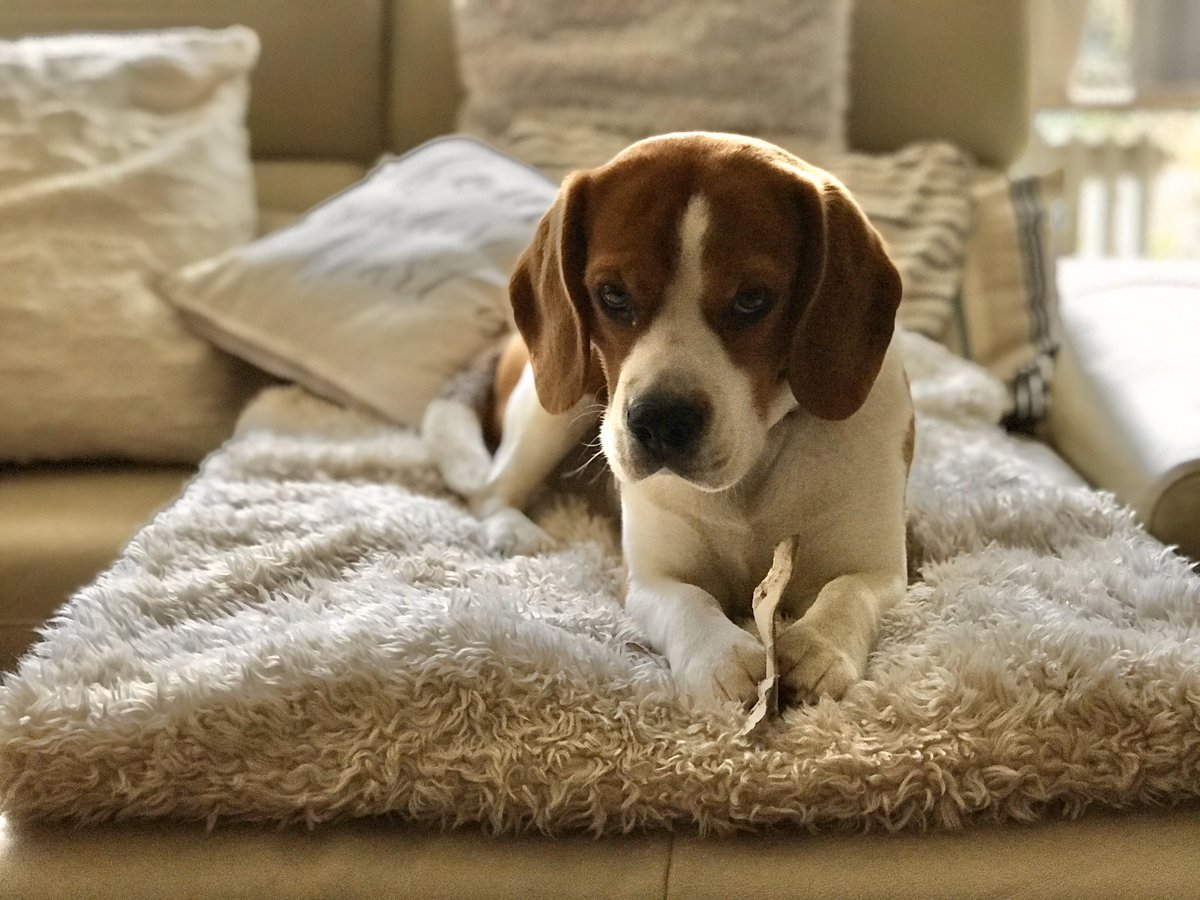 yetithebeagle's tweet image. #beagle in the morning