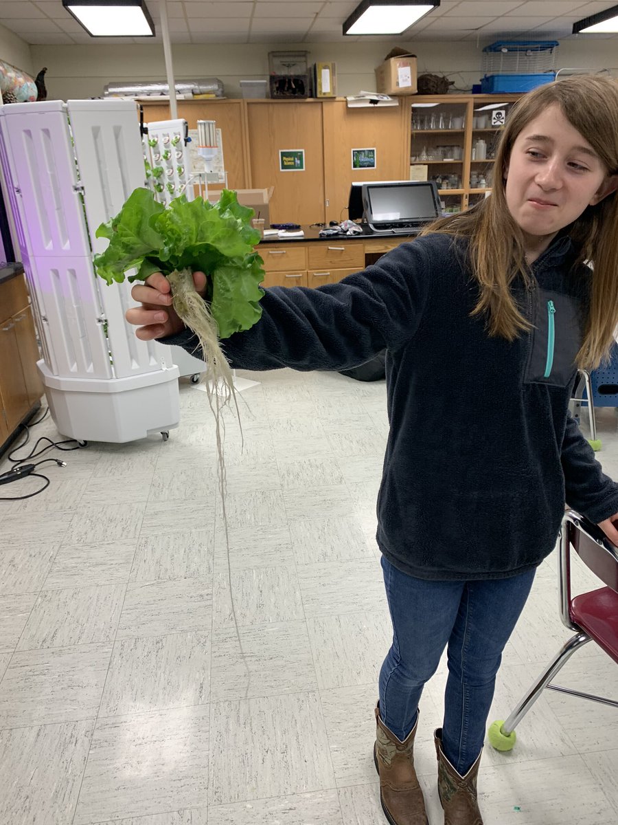 MsThomaNLS's tweet photo. We made our first harvest!! The root system is so fascinating when it grows in nothing but water! The animals really enjoyed their new treat! https://t.co/PdrGSzP0TM