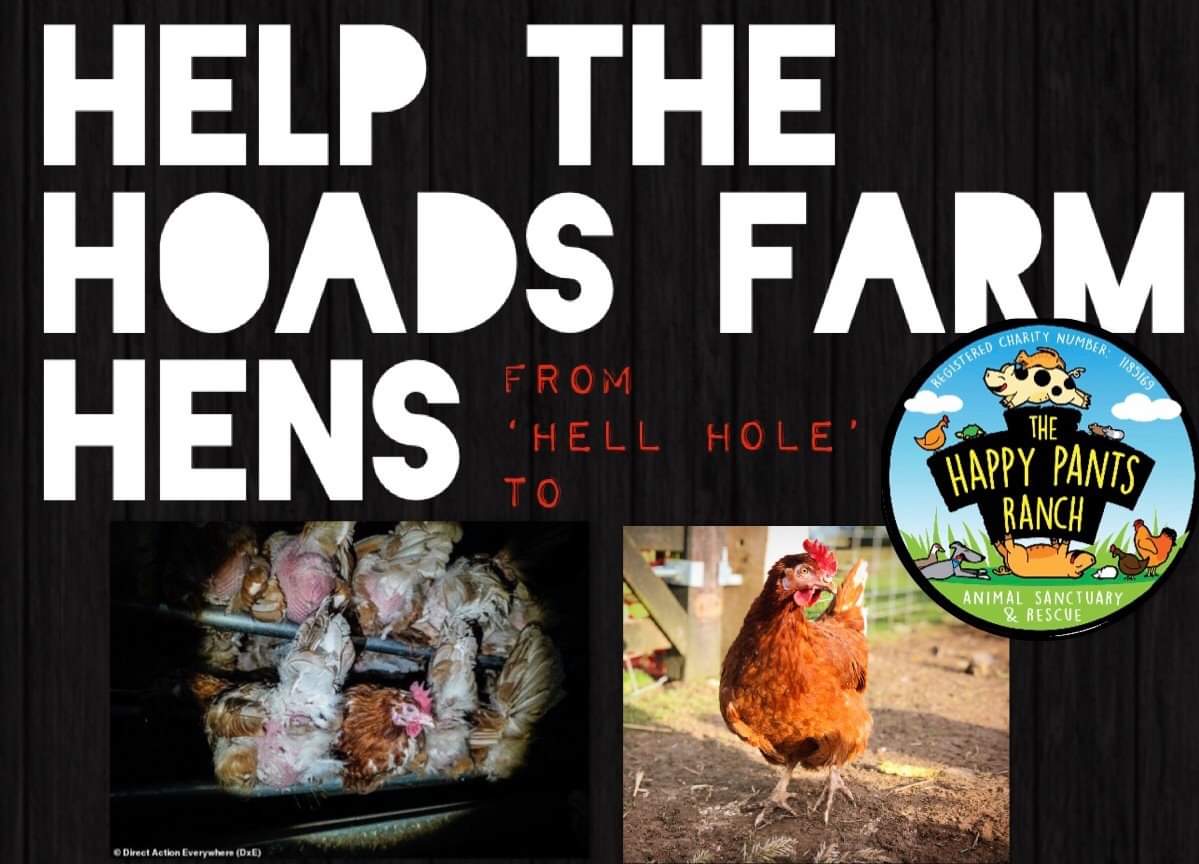 GrendHirl's tweet photo. My Feb #crowdfund donation went @HappyPantsRanch the new safe home of the rescued #HoadsFarm hens. I've blogged about why this was particularly personal to me
https://t.co/nB8JnskXJ2
#GoFundMe #AnimalWelfare @dxe_brighton #Hastings https://t.co/TySgyWJgjQ
