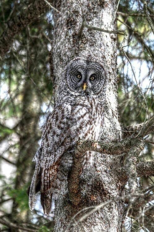 jacqui_eckert's tweet photo. @KatWagner515 @hellvensent @ONELONEDOLPHIN @dink777 @hobodreamer @RevengeBunny @plastextract @kaylamarie413 @Andy9786577 More cool owls.I wish I were this creative in photography 💕🌵🌹🦉🦉🦉LOVE TO ALL FROM TUCSON “We all MATTER IN THIS LIFE-EVERY BEING,FUR,FIN,FEATHER...#protectandlove💕🌵🌹 https://t.co/as8zO4l1NI