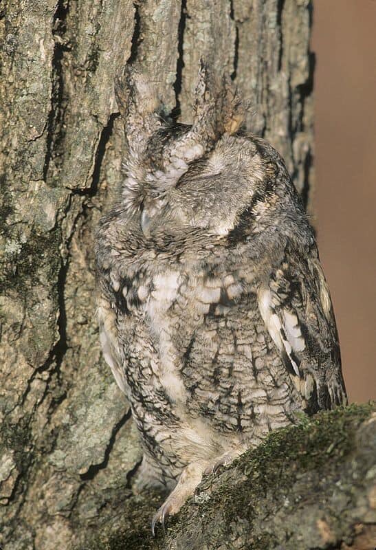 jacqui_eckert's tweet photo. @KatWagner515 @hellvensent @ONELONEDOLPHIN @dink777 @hobodreamer @RevengeBunny @plastextract @kaylamarie413 @Andy9786577 More cool owls.I wish I were this creative in photography 💕🌵🌹🦉🦉🦉LOVE TO ALL FROM TUCSON “We all MATTER IN THIS LIFE-EVERY BEING,FUR,FIN,FEATHER...#protectandlove💕🌵🌹 https://t.co/as8zO4l1NI