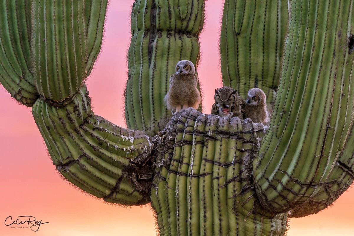 jacqui_eckert's tweet photo. @KatWagner515 @hellvensent @ONELONEDOLPHIN @dink777 @hobodreamer @RevengeBunny @plastextract @kaylamarie413 @Andy9786577 More cool owls.I wish I were this creative in photography 💕🌵🌹🦉🦉🦉LOVE TO ALL FROM TUCSON “We all MATTER IN THIS LIFE-EVERY BEING,FUR,FIN,FEATHER...#protectandlove💕🌵🌹 https://t.co/as8zO4l1NI