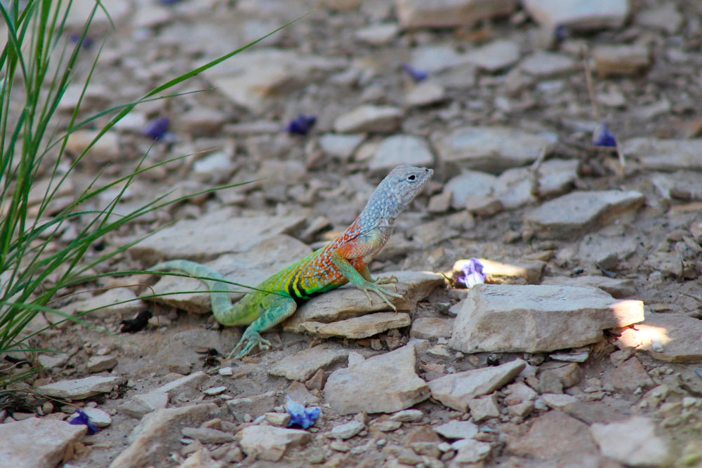 VisitAlpineTX's tweet photo. When you see bright colors on a greater earless lizard, it just might be coming up on Lizard Valentines Day! #matingtime #datenight #dressingup
#AlpineTXPhoto: "Cophosaurus Texanus – Alpine" by Phelan Mitchell #alpinetexas #wildlife #lizards #texasherps
https://t.co/UsKhqXniYq https://t.co/kOzFr1sEPh