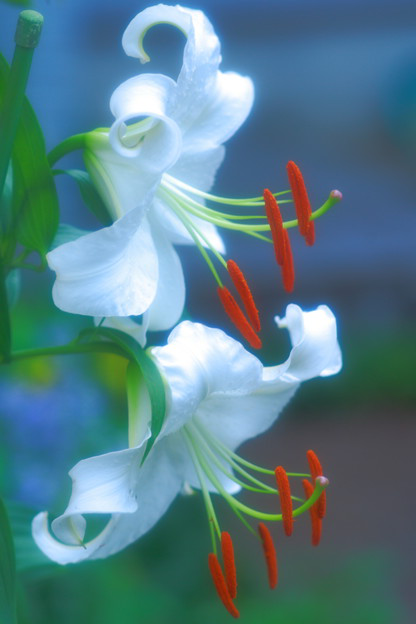 世界の花図鑑 ユリ 純潔のシンボルと呼ばれる花 立てば芍薬 座れば牡丹 歩く姿は百合の花 と言われるように女性の美しさを形容する花の一つです 花言葉は あなたは偽れない