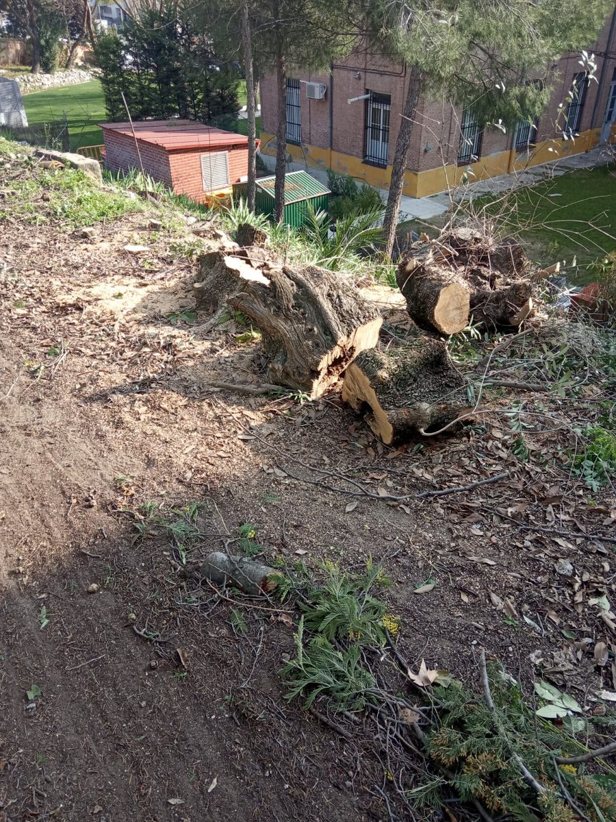 SalvarHortaleza's tweet photo. Esta semana han cortado los árboles de los terrenos donde los Paúles e Ingesport quieren construir un gimnasio en pleno casco viejo de #Hortaleza, derribando algunos de los edificios más antiguos del barrio https://t.co/aNT5DFskGU