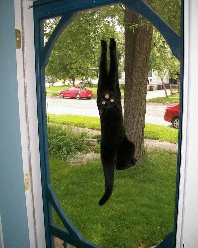 AiP_official_'s tweet photo. ᶜʳᵉᵉᵖᵒ
.
.
.
.
#animalsinpredicaments #catto #creepycat #blackcat #lolcats #caturday #catmeme catmemes #chonk #chonkycat #fff #cursed #cursedmemes DM for credit ✔️ https://t.co/a064Cwfqeb https://t.co/oHHT2Hv0b7