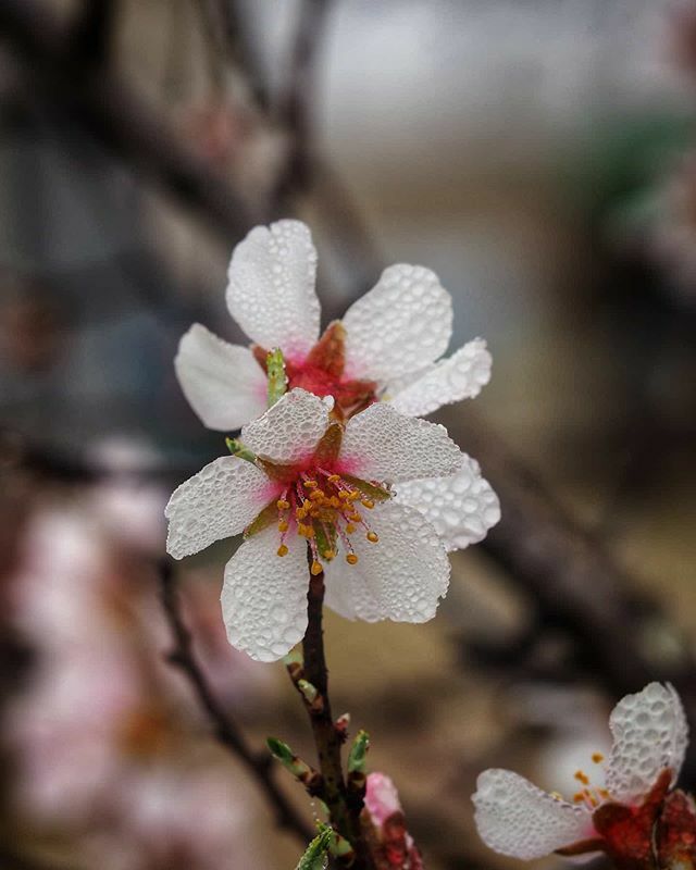 fjrubiales's tweet photo. Foggy Dew 💦🌸 .
.
#macro #drops #macrophotography #капли #waterdrops #drops_creative #raindrops #drop #drops_perfection #macro_perfection #outdoors #insect #hiking #macro_captures #naturelover #water #instanature #macroworld_tr #closeup #macroclique #… https://t.co/JMm19aUh2o https://t.co/MiqZmW40OD