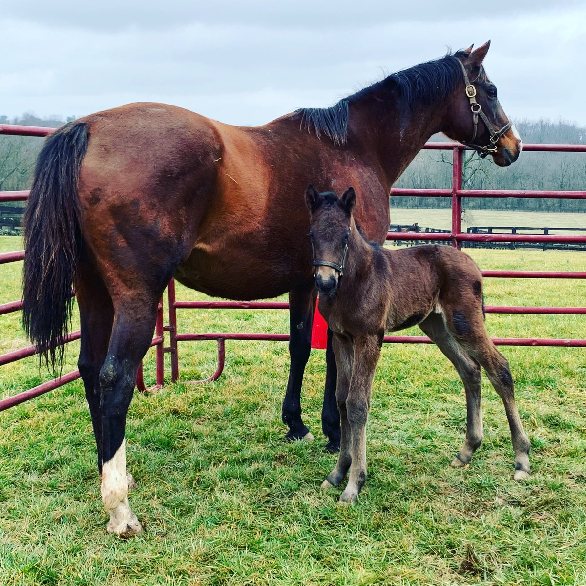 The strapping Lord Nelson filly is enjoying the break in rain showers! @spendthriftfarm