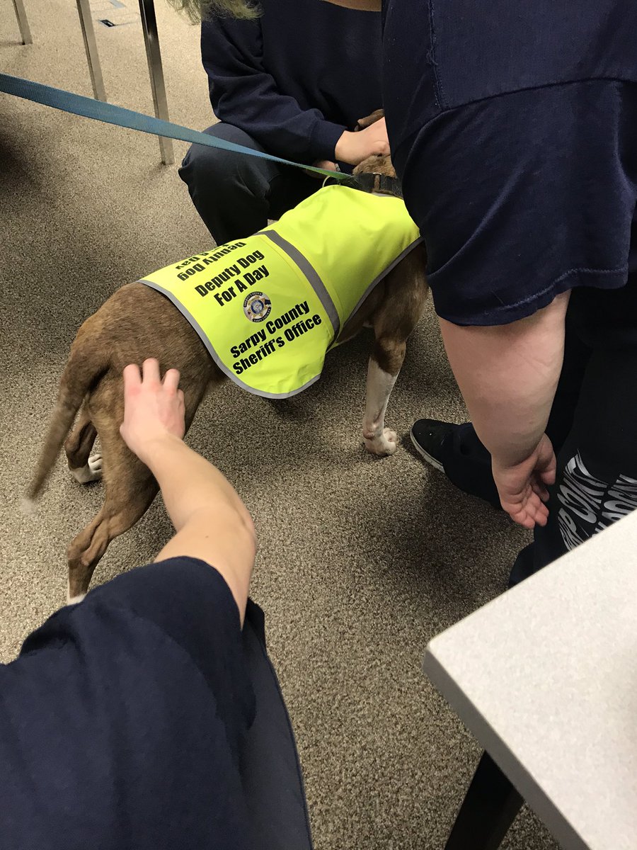 SCSODepFeeney's tweet photo. Meet Hon from @NEHumaneSociety.  He is 4 years old and is looking for his #FURever home!!  He met the kids at the @scsojuvenilejusticecenter and everyone @scso!  He is a sweet boy!!  If you have love in your heart and space in your house please consider adopting him!!! https://t.co/M8qlyvjSjS