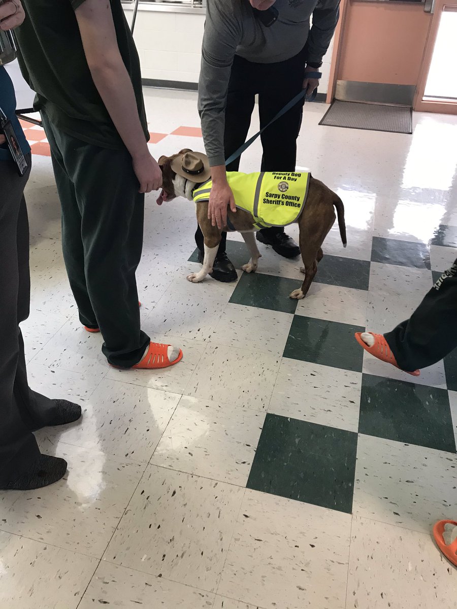 SCSODepFeeney's tweet photo. Meet Hon from @NEHumaneSociety.  He is 4 years old and is looking for his #FURever home!!  He met the kids at the @scsojuvenilejusticecenter and everyone @scso!  He is a sweet boy!!  If you have love in your heart and space in your house please consider adopting him!!! https://t.co/M8qlyvjSjS