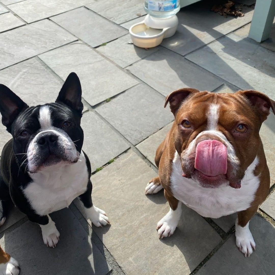 long island boston terrier