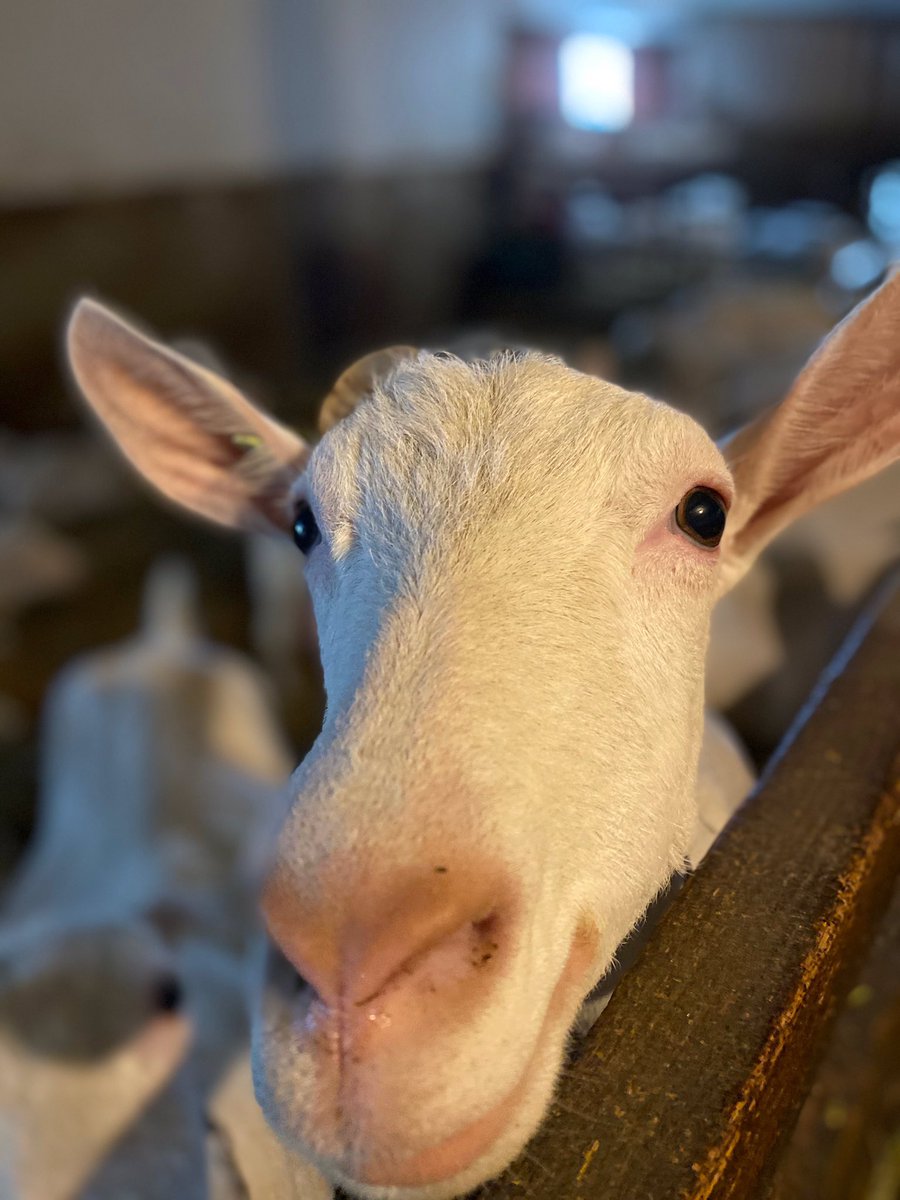 TanjaGahwiler's tweet photo. I am so thankful to be able to work in the Ag Industry, surrounded by the best group of farmers, producing high quality food for our community and country! Happy #CdnAgDay 🐄🐑🦙🐂🐖🌱🌾 https://t.co/jxp19aT6Qc