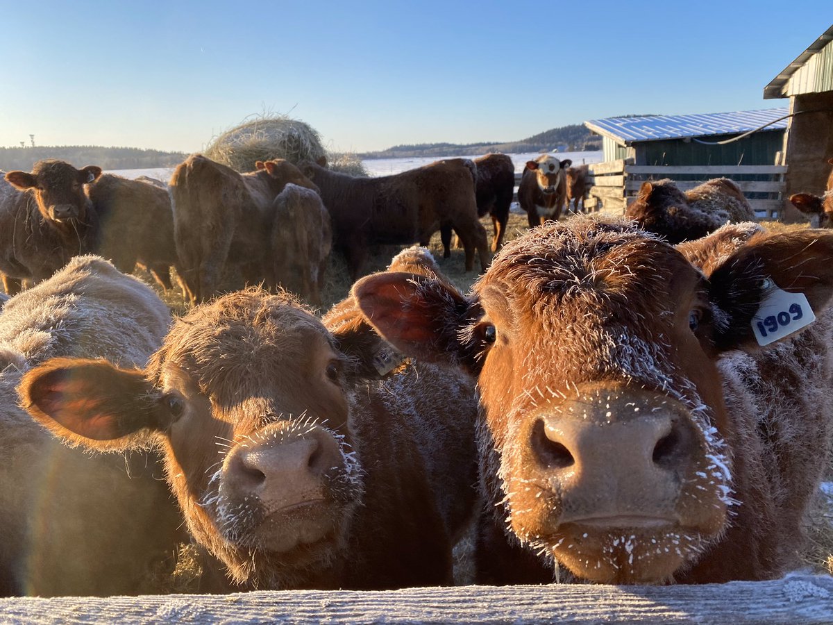 TanjaGahwiler's tweet photo. I am so thankful to be able to work in the Ag Industry, surrounded by the best group of farmers, producing high quality food for our community and country! Happy #CdnAgDay 🐄🐑🦙🐂🐖🌱🌾 https://t.co/jxp19aT6Qc
