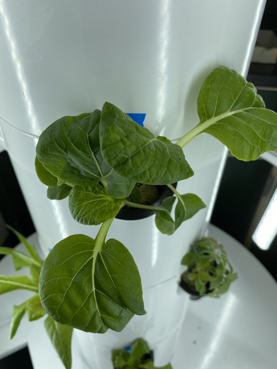 MrsGrenter's tweet image. Our @TowerGarden lights up our classroom literally and figuratively! #8Blue students check their 🌱 as soon as they walk in every single day. I love seeing their excitement and curiosity &amp;amp; hearing their competitive chatter. #TheMartian #PBL #schoolgarden @GHMSBuckskins @CVSciTech