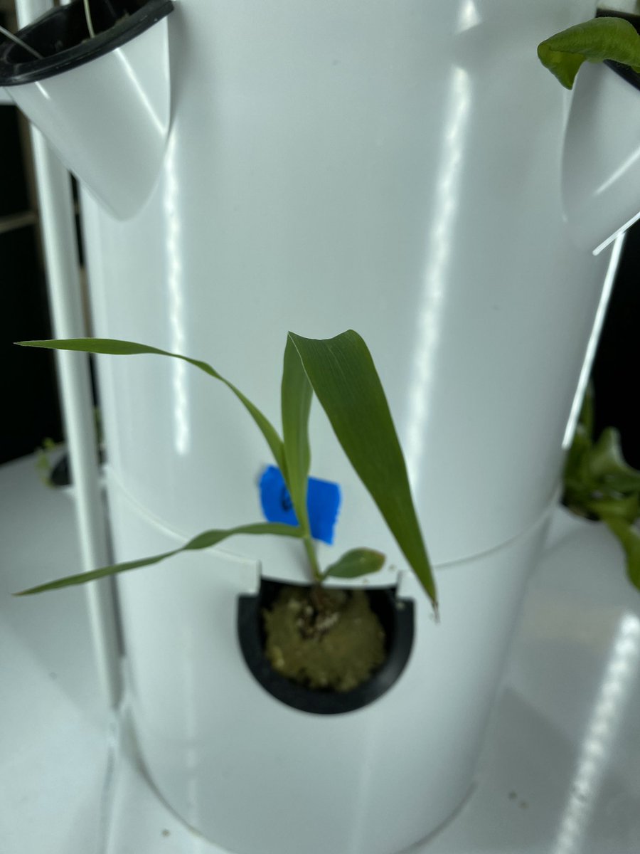 MrsGrenter's tweet image. Our @TowerGarden lights up our classroom literally and figuratively! #8Blue students check their 🌱 as soon as they walk in every single day. I love seeing their excitement and curiosity &amp;amp; hearing their competitive chatter. #TheMartian #PBL #schoolgarden @GHMSBuckskins @CVSciTech