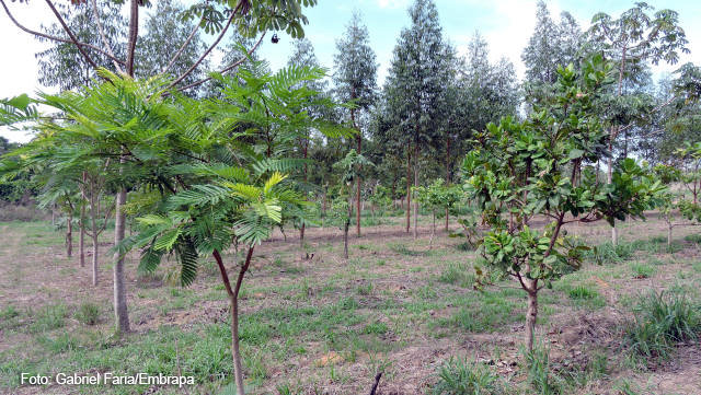 embrapa's tweet image. O WebAmbiente, sistema que auxilia na tomada de decisão sobre a #AdequaçãoAmbiental da propriedade, conta agora com uma Biblioteca Digital com informações sobre experiências, manuais e guias sobre ações de #RecuperaçãoAambiental. ow.ly/fOvS30qgPLh #CódigoFlorestal