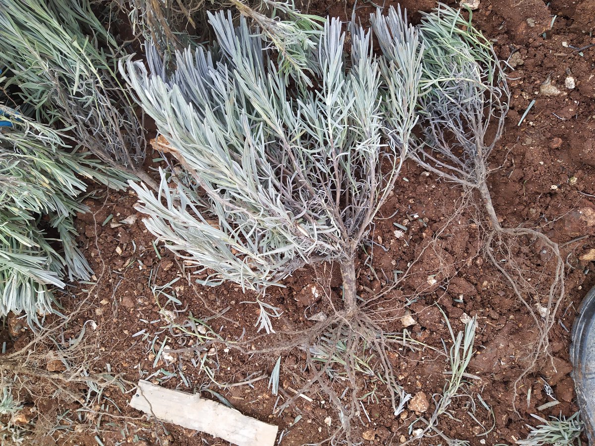 ITAGRACT's tweet photo. De la mano de #APAPAM (ASOC. PALENTINA DE PAM) iniciamos un proyecto de desarrollo profesional del cultivo de #aromáticas: manejo de malas hierbas, cubiertas vegetales, fertilización, extracción esencia, nuevas especies/variedades...
#lavanda #salvia #NuestroLaboratorioEsElCampo https://t.co/iJLTP34YP6
