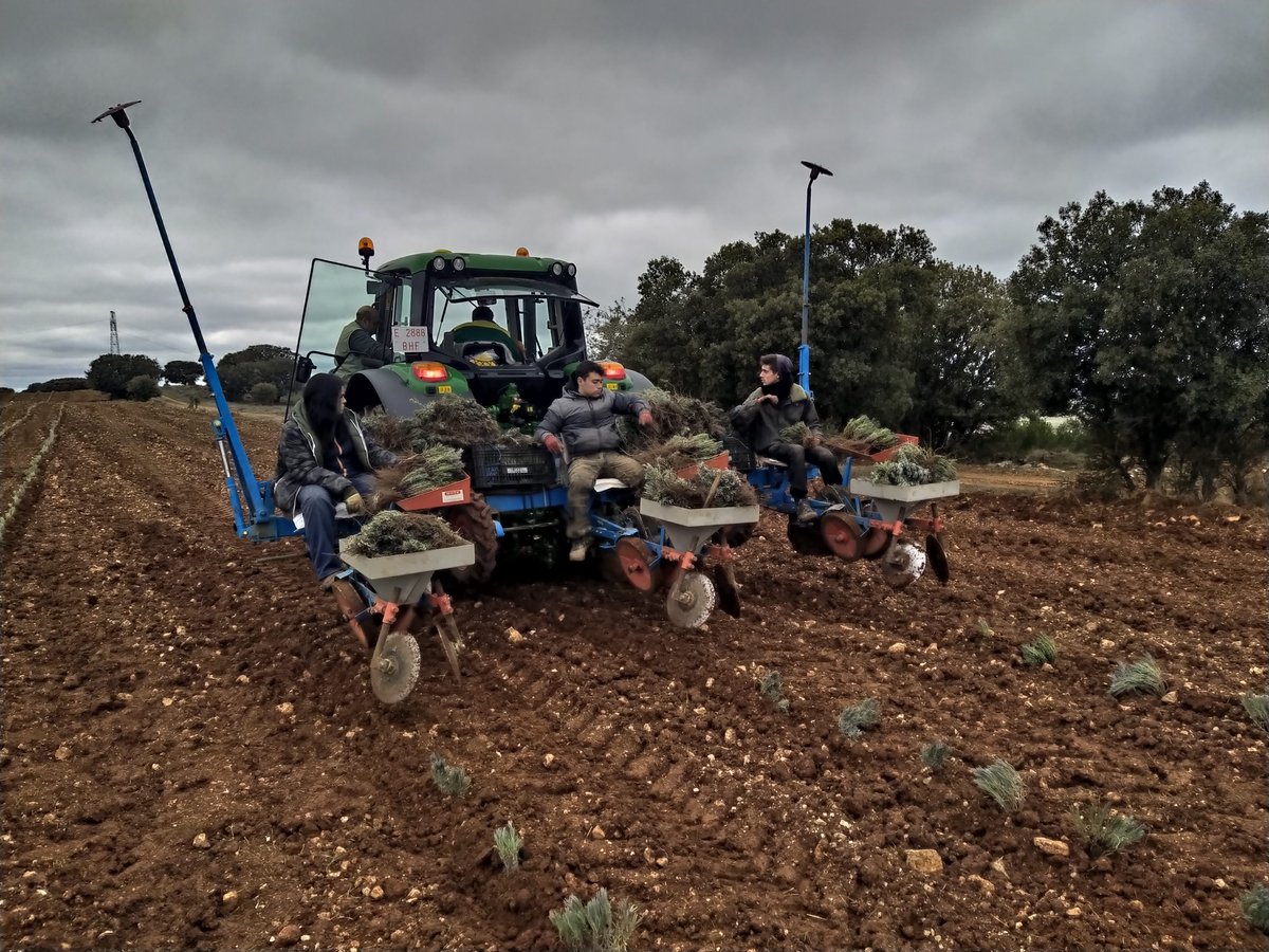 ITAGRACT's tweet photo. De la mano de #APAPAM (ASOC. PALENTINA DE PAM) iniciamos un proyecto de desarrollo profesional del cultivo de #aromáticas: manejo de malas hierbas, cubiertas vegetales, fertilización, extracción esencia, nuevas especies/variedades...
#lavanda #salvia #NuestroLaboratorioEsElCampo https://t.co/iJLTP34YP6