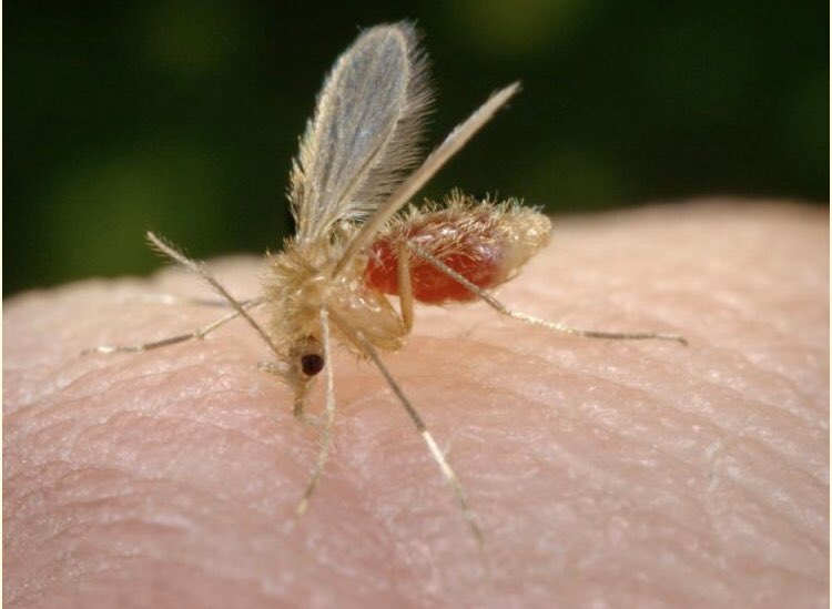 DAVIDSTEVENS83's tweet photo. #tropischereizigersbelevenmeer ๐bezoekje aan het Instituut voor Tropische Geneeskunde... afwachten op diagnose (alle signalen wijzen op een beet van besmette zandvlieg - Leishmaniasis) op mijn voet. Voor het beestje was ik een Belgisch hapje
๐ค๐ฌ๐ณ๐ค๐ช๐ช#recoveryinprogress https://t.co/DHRRVwwVyN