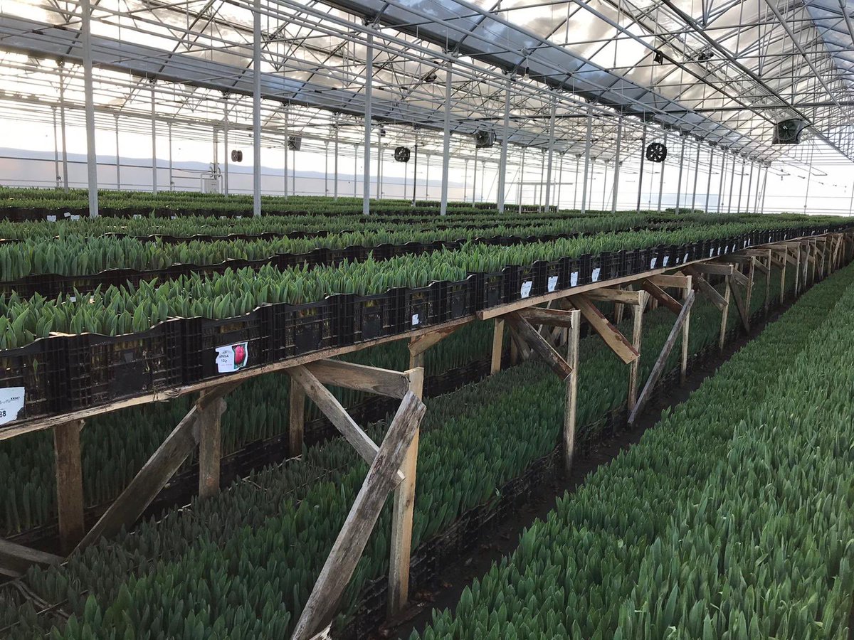 vws_flowerbulbs's tweet photo. Next day we (Leon &amp; Tetiana) visit the greenhouse and check our good bulbs quality and his amazing growing skils. #visitclients #quality #flowerbulbs #tulips #bussinestrip https://t.co/qnMgbHs4SD