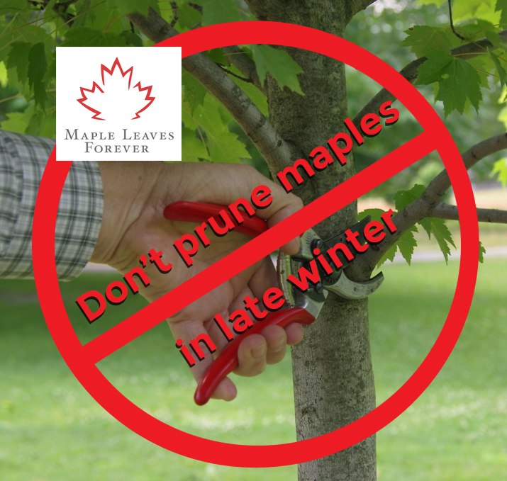 MLeavesForever's tweet photo. Native Maples should NOT be pruned during the late winter through spring season. Bleeding (loss of sap from pruning wounds) can be excessive when maple trees are pruned during this time. Wait until the leaves have fully formed in mid-summer. #maplecare https://t.co/GLUhLXMLeq https://t.co/FonSdTCtBK
