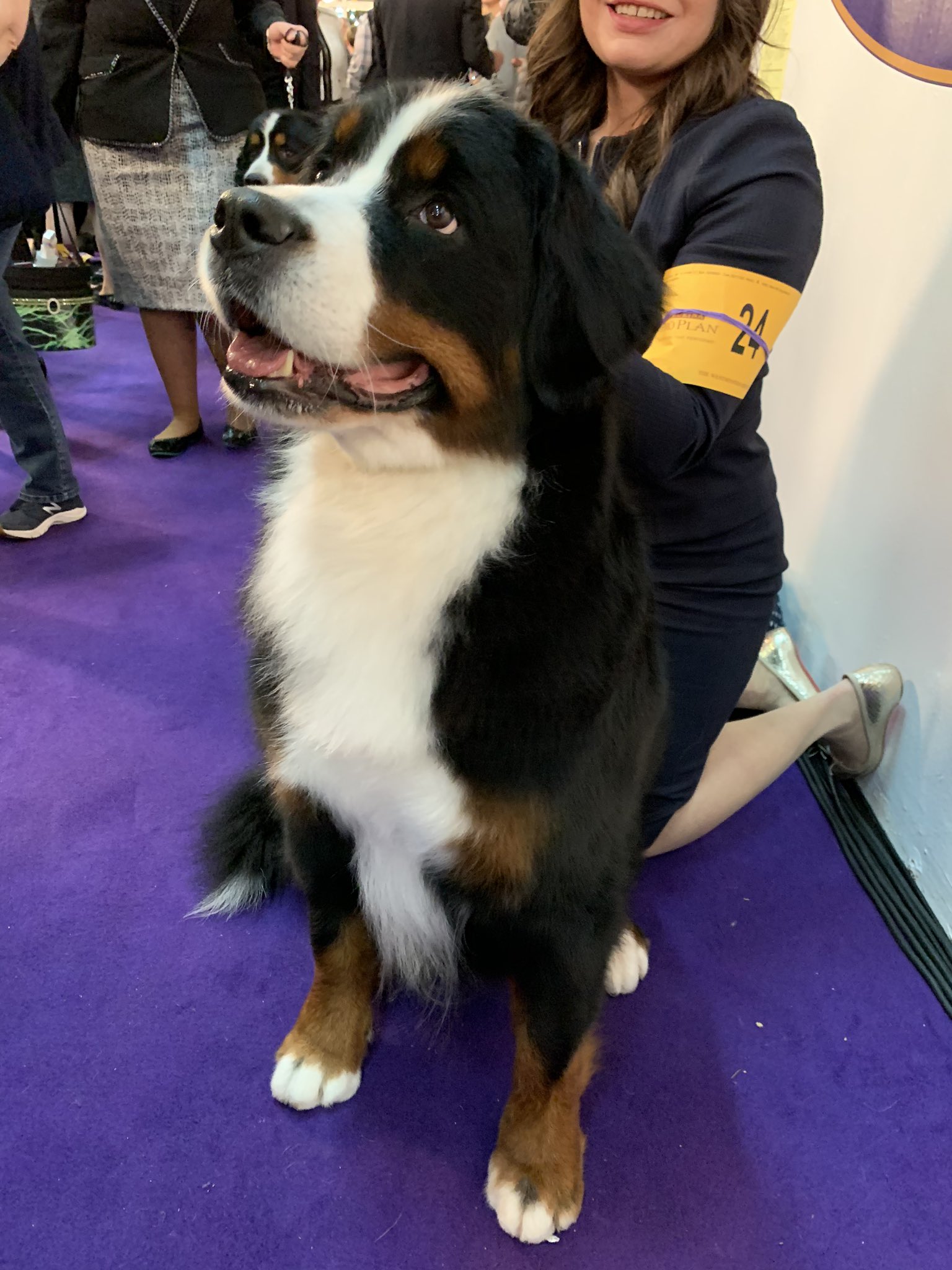 westminster bernese mountain dog