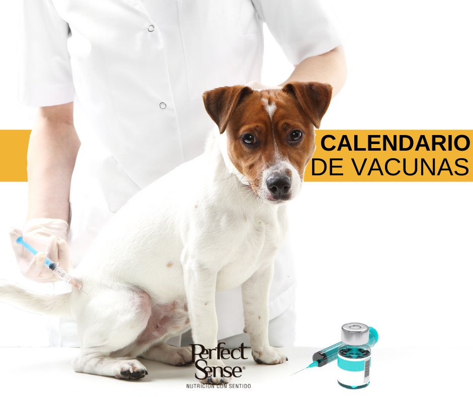 Calendario de #vacunas. 🐶🐕✅
Así como para los humanos, las vacunas son importantes para reforzar el sistema inmune de tu mascota frente a ciertas dolencias y es una obligación aplicarlas.  Leer más en:  bit.ly/2SljGRv  
#FelizMartes #BuenMartes