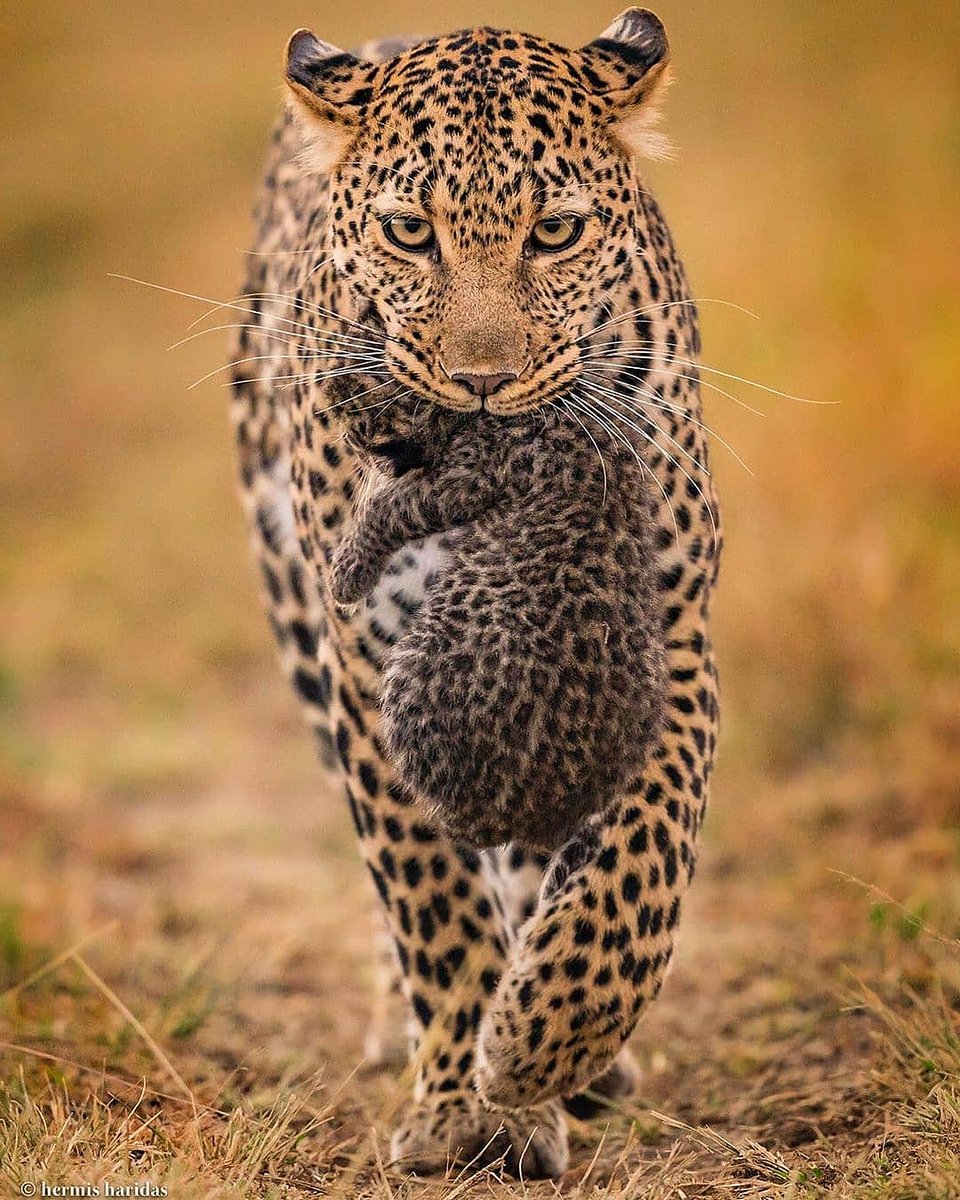 yalasrilankas's tweet photo. https://t.co/xxYVY1A0b3
book a yala safari jeep tour
Yala national park srilanka
Whatsapp +94770882944
.
.
.
#Galle #JetwingLighthouse #GalleBeach
#SriLanka #Ceylon #TravelSriLanka #LoveSriLanka #ExploreSriLanka
#VisitSriLanka #SriLankanTourism
#WanderLust #Travelgram… #Galle https://t.co/mqNKPwZG5d
