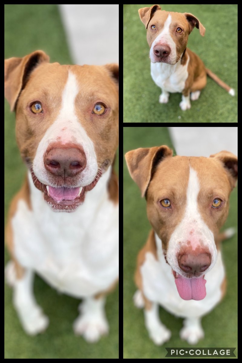 Happy tongue out Tuesday from Bear! If you are looking for your new best friend, please check out our pups at outoftheboxrescue.rescueme.org.