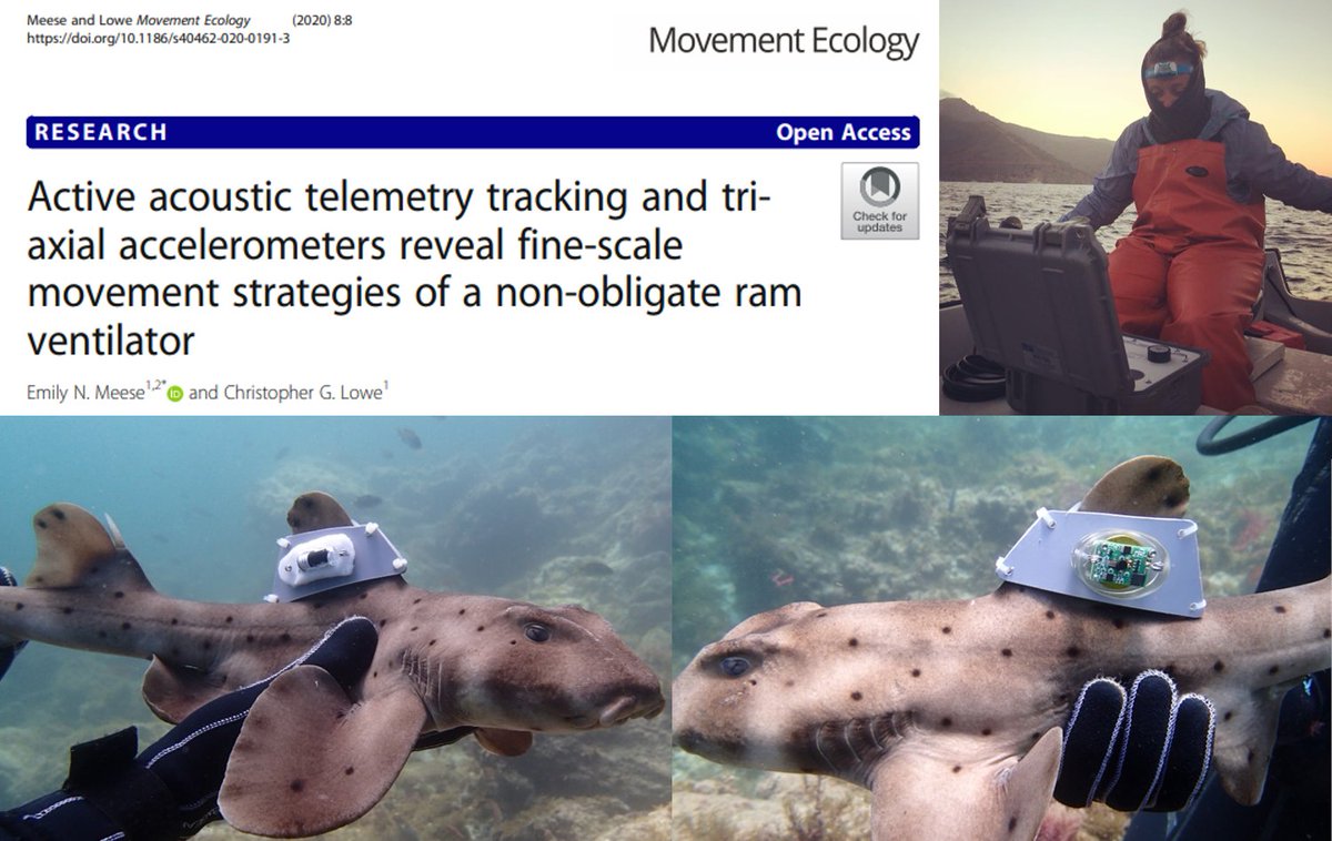 It's here!🌟On this #InternationalDayofWomeninScience, I present the first publication from my Masters with @CSULBsharklab! With active #acoustictelemetry and #acceleration data, we quantify ARS movement patterns for a non obligate ram ventilator 🦈 rdcu.be/b1u2z