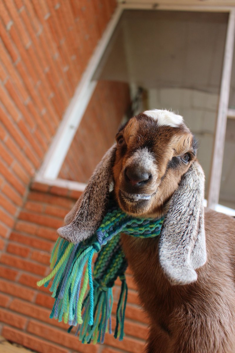 Oh hai. I am  #BGOTD