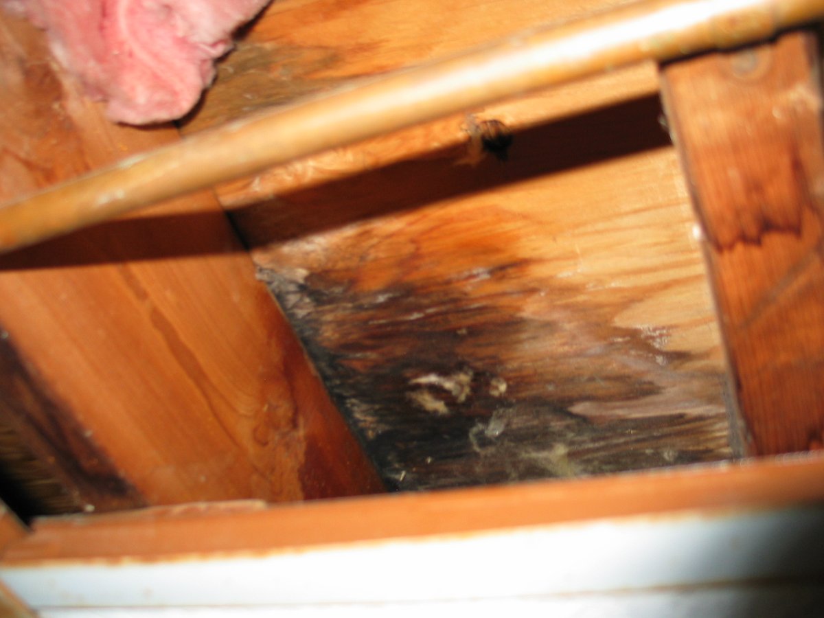 Frequently Asked Questions About Mold In The Home:  mold-answers.com/questions-abou…
