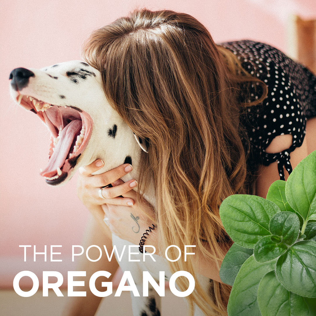 trueleafpet's tweet image. Oil of Oregano reduces plaque causing bad breath. Check out True Leaf's oral care  products at trueleaf.com. #petdentalmonth