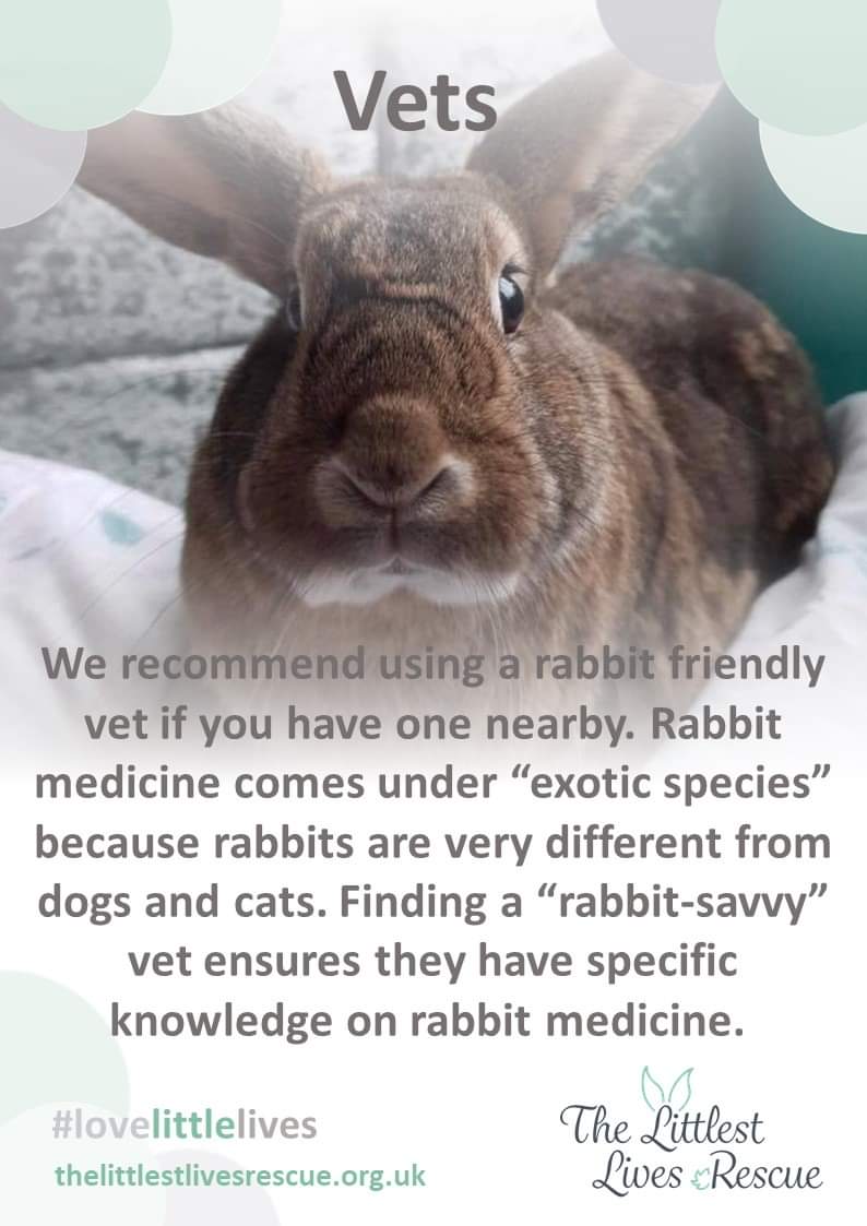 rabbit friendly vets near me